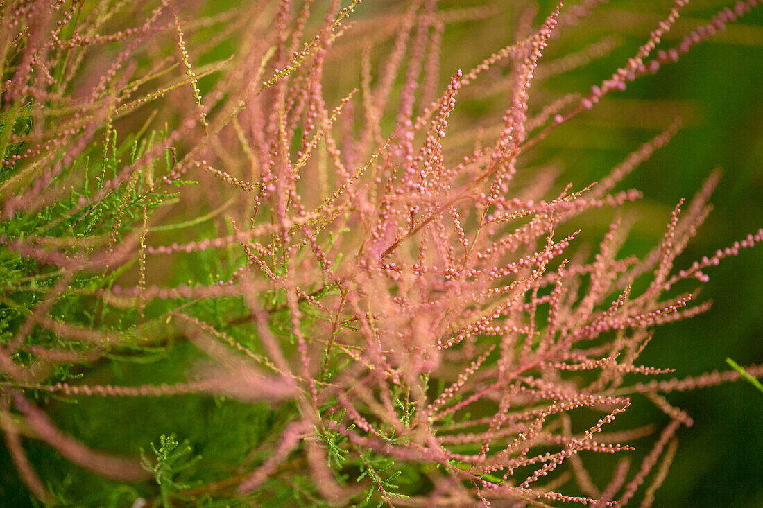 Tamarix ramosissima 'Pink Cascade'