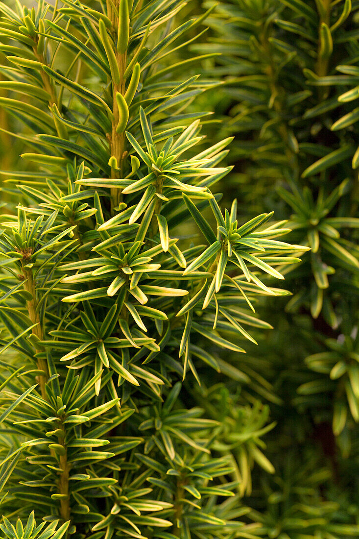 Taxus baccata 'Fastigiata Aurea'