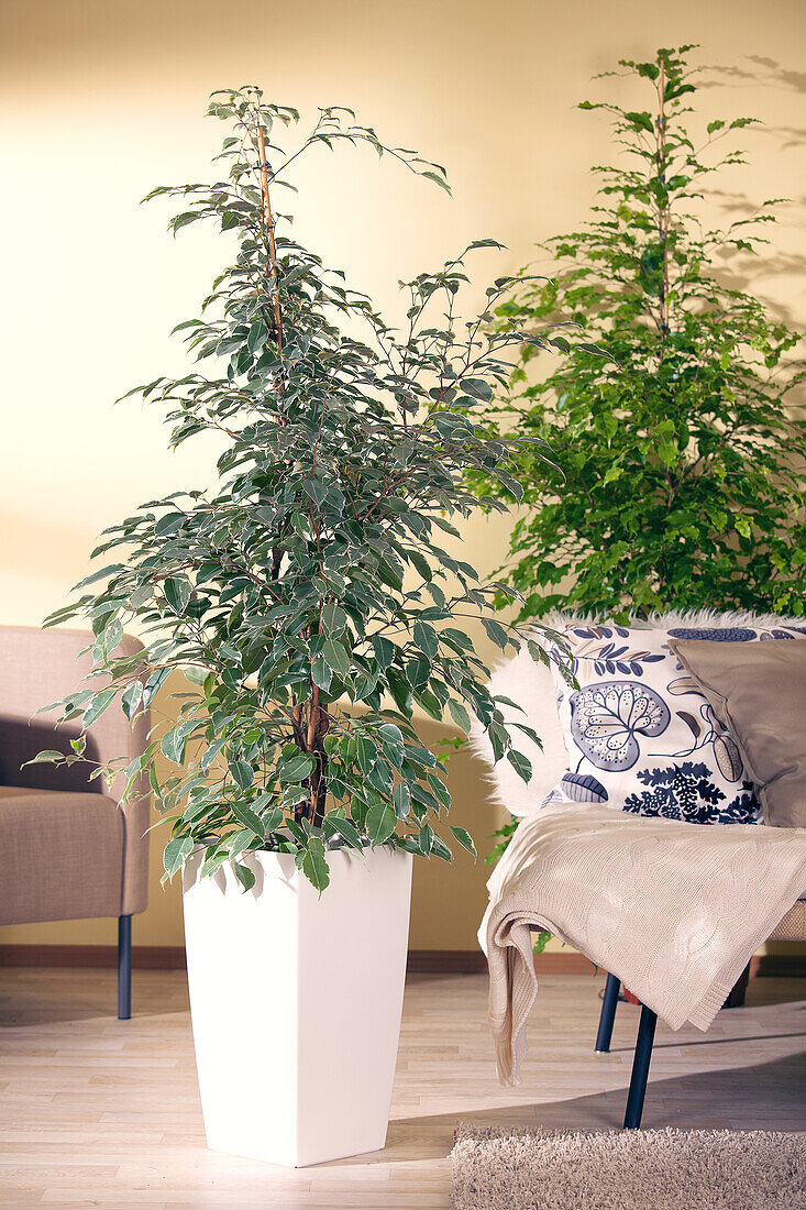 Ficus benjamina Golden King