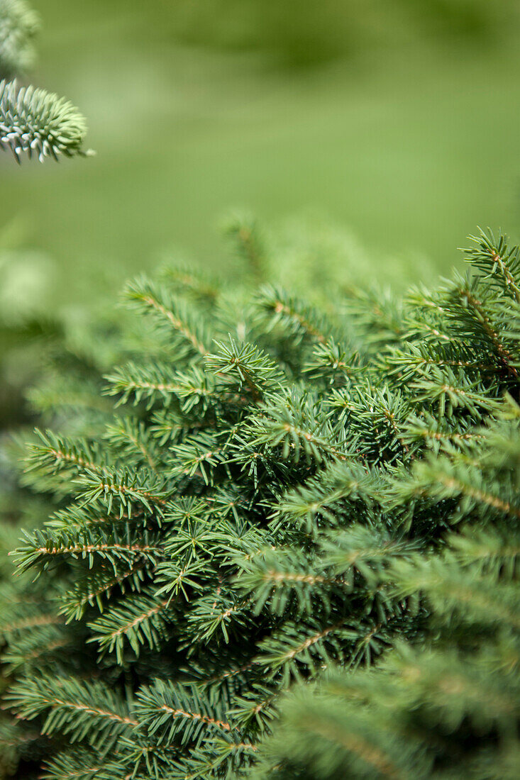 Picea omorika 'Karel'