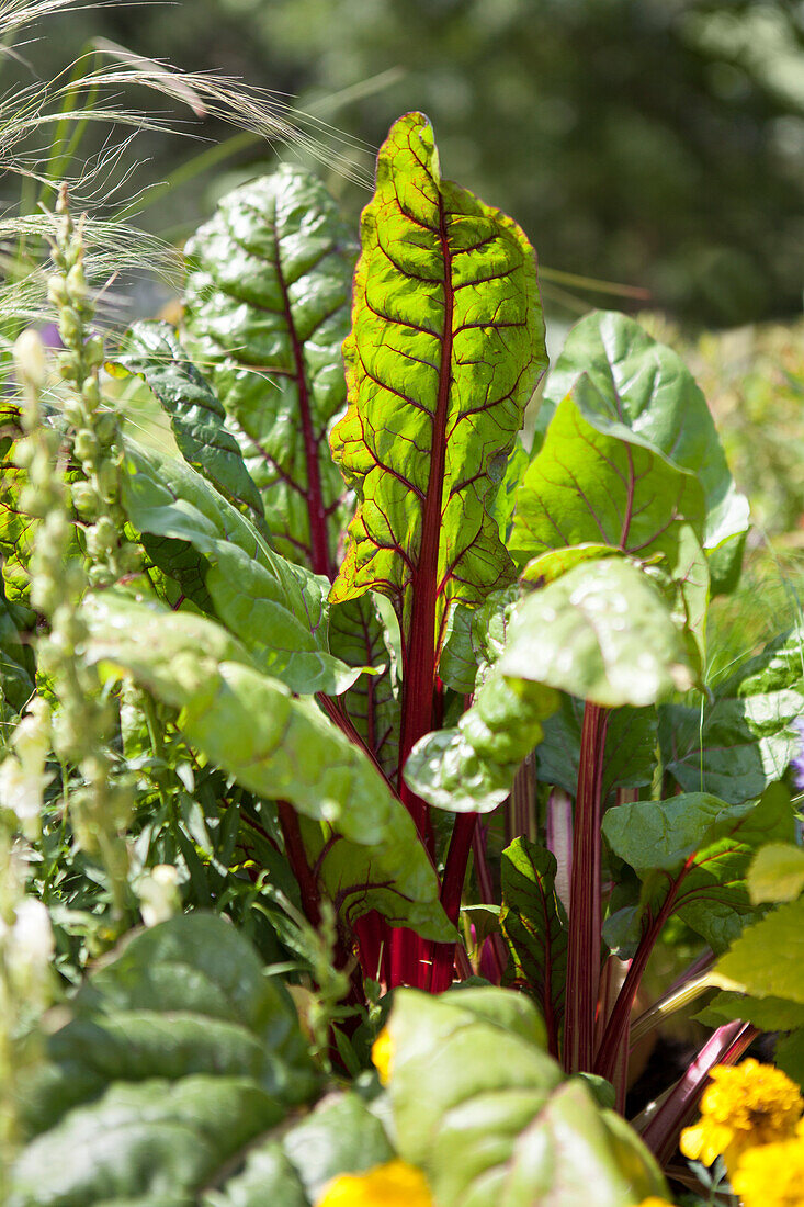 Beta vulgaris var. cicla