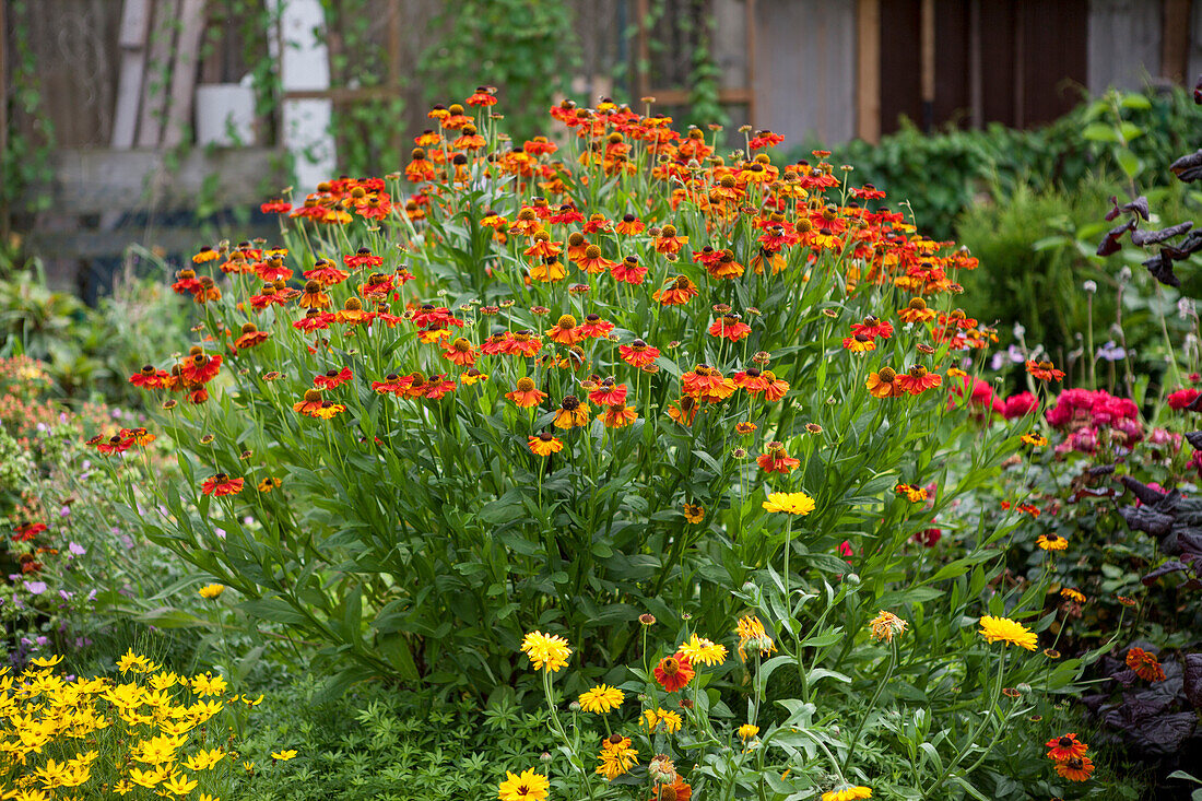 Rudbeckia hirta 'Becky Orange'