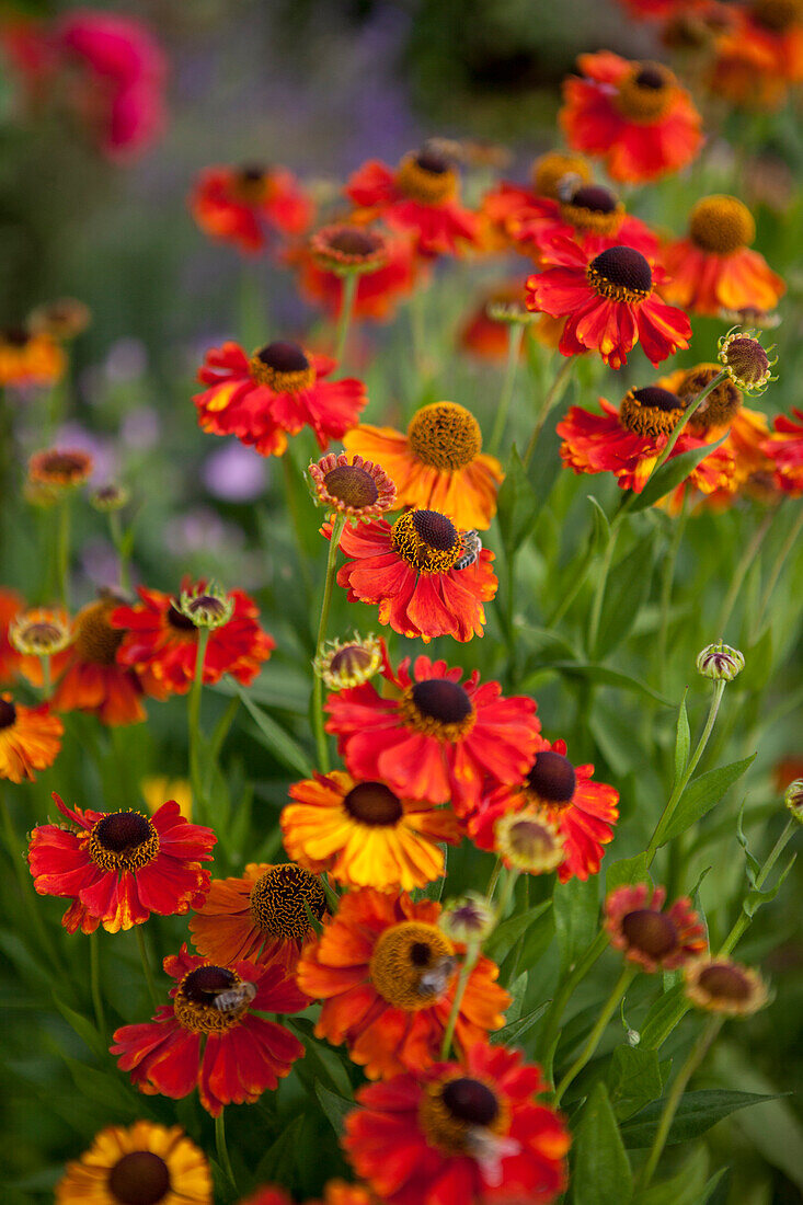 Rudbeckia hirta 'Becky Orange'