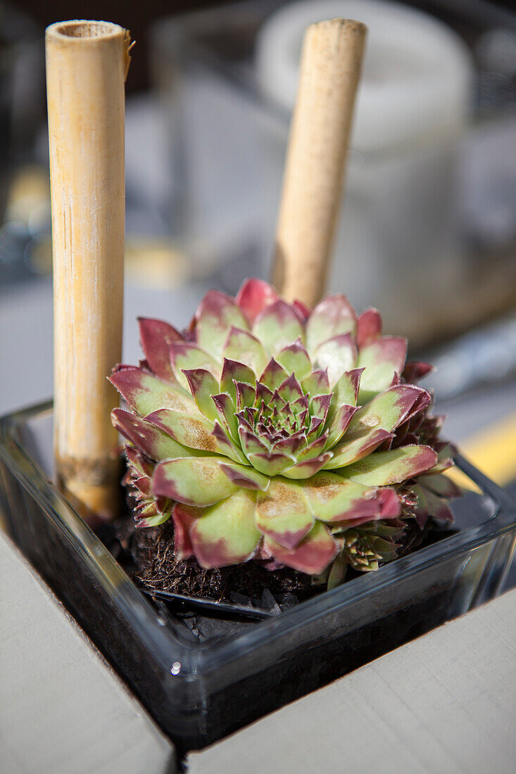 Sempervivum