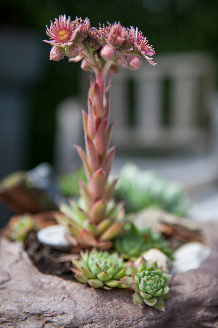 Sempervivum