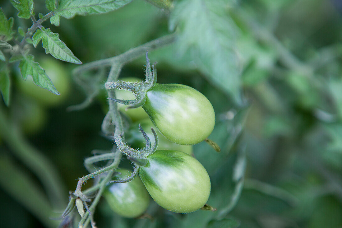 Solanum lycopersicum