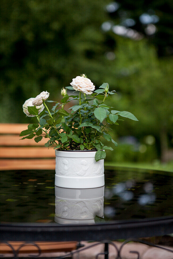 Potted rose