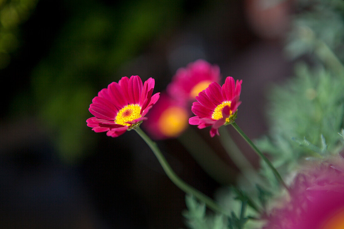 Argyranthemum 'Meteor Red'