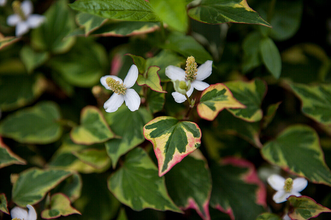 Houttuynia cordata