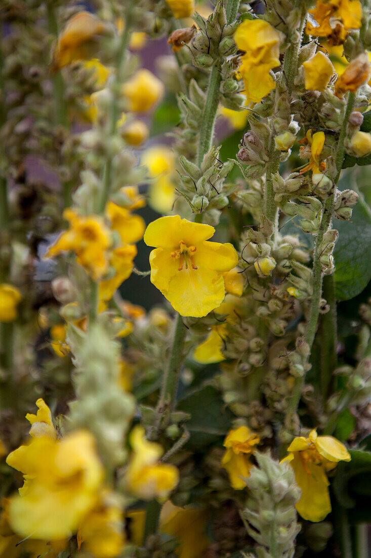 Verbascum