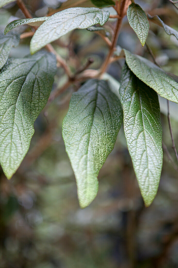 Viburnum rhytidophyllum