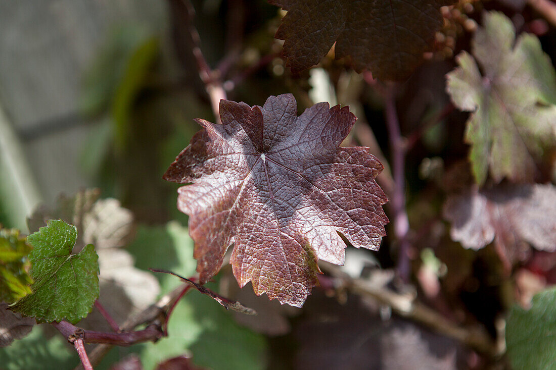 Vitis vinifera 'Purpurascens'