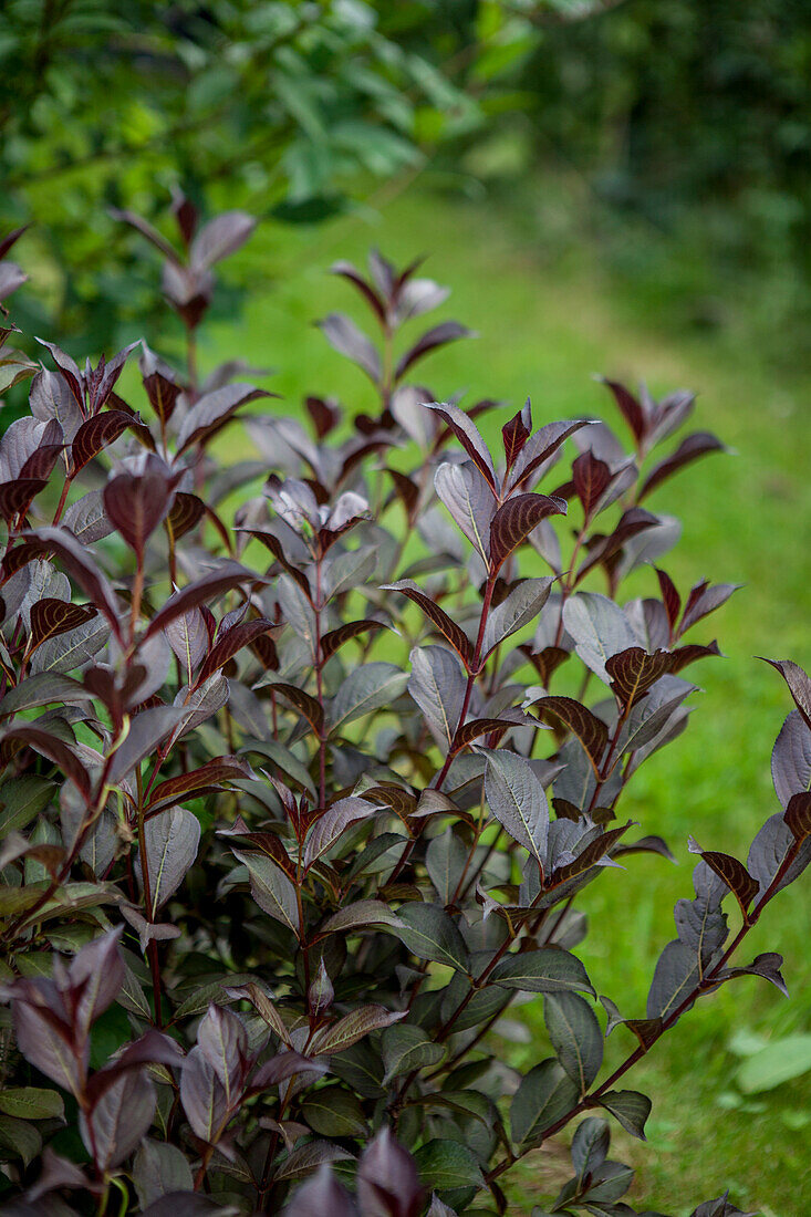 Weigela florida 'Purpurea'