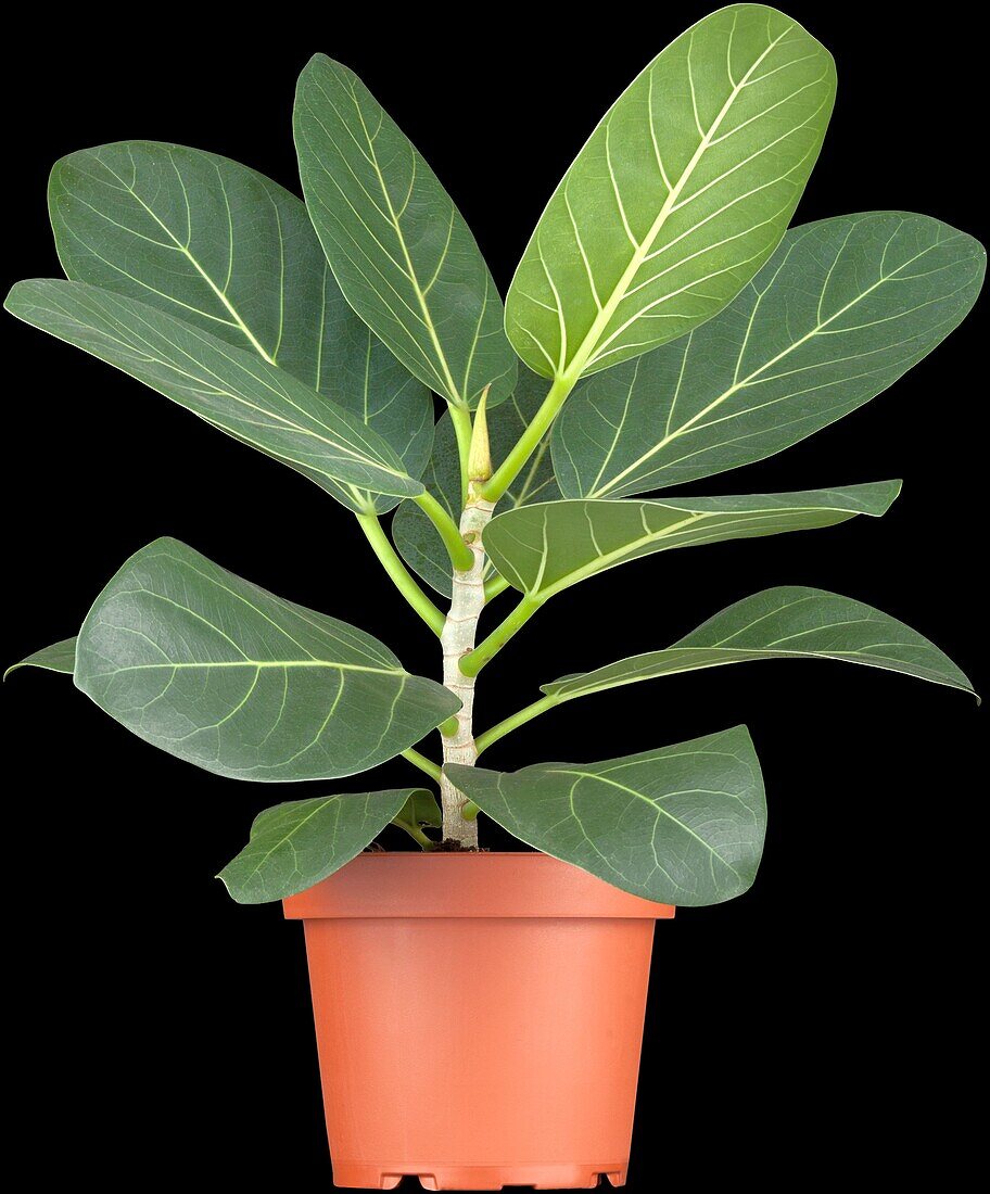 Ficus benghalensis