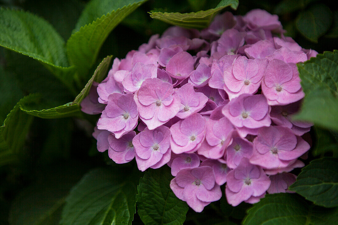 Hydrangea macrophylla, pink