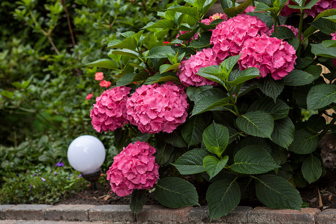 Hydrangea macrophylla, red