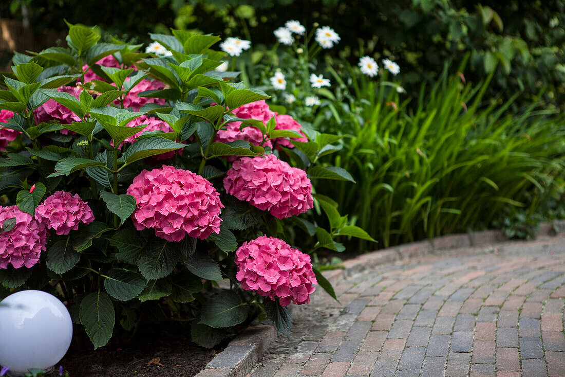 Hydrangea macrophylla, red