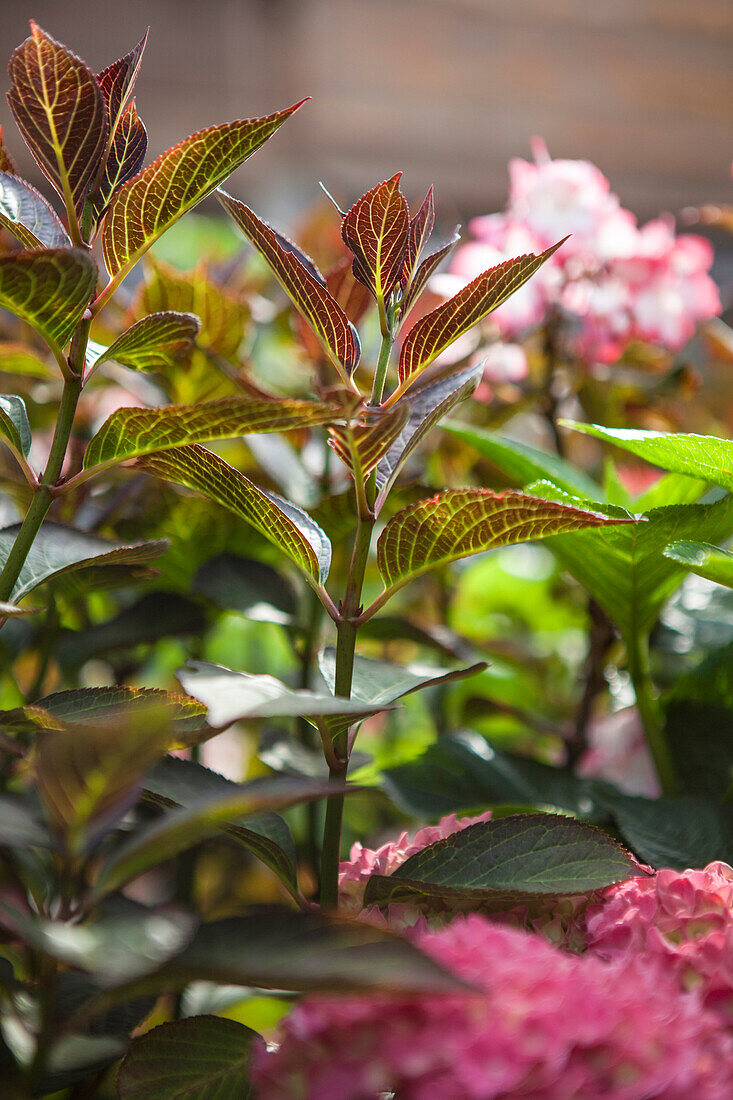 Hydrangea macrophylla