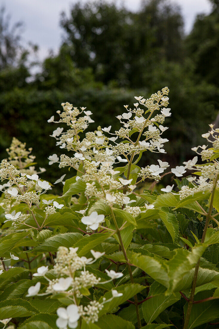 Hydrangea paniculata 'Butterfly'®