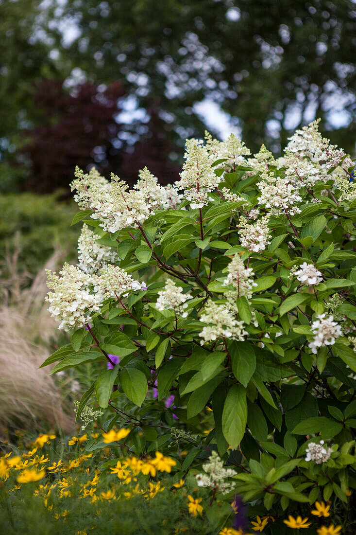 Hydrangea paniculata 'Pinky Winky'®