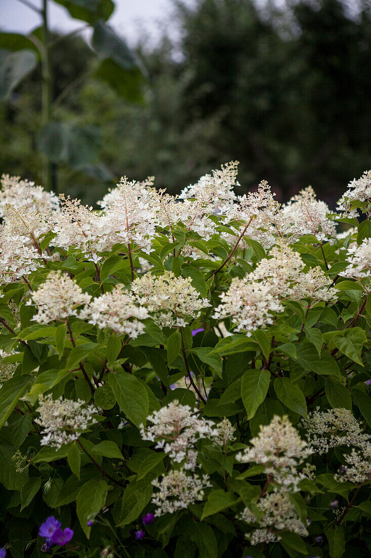 Hydrangea paniculata