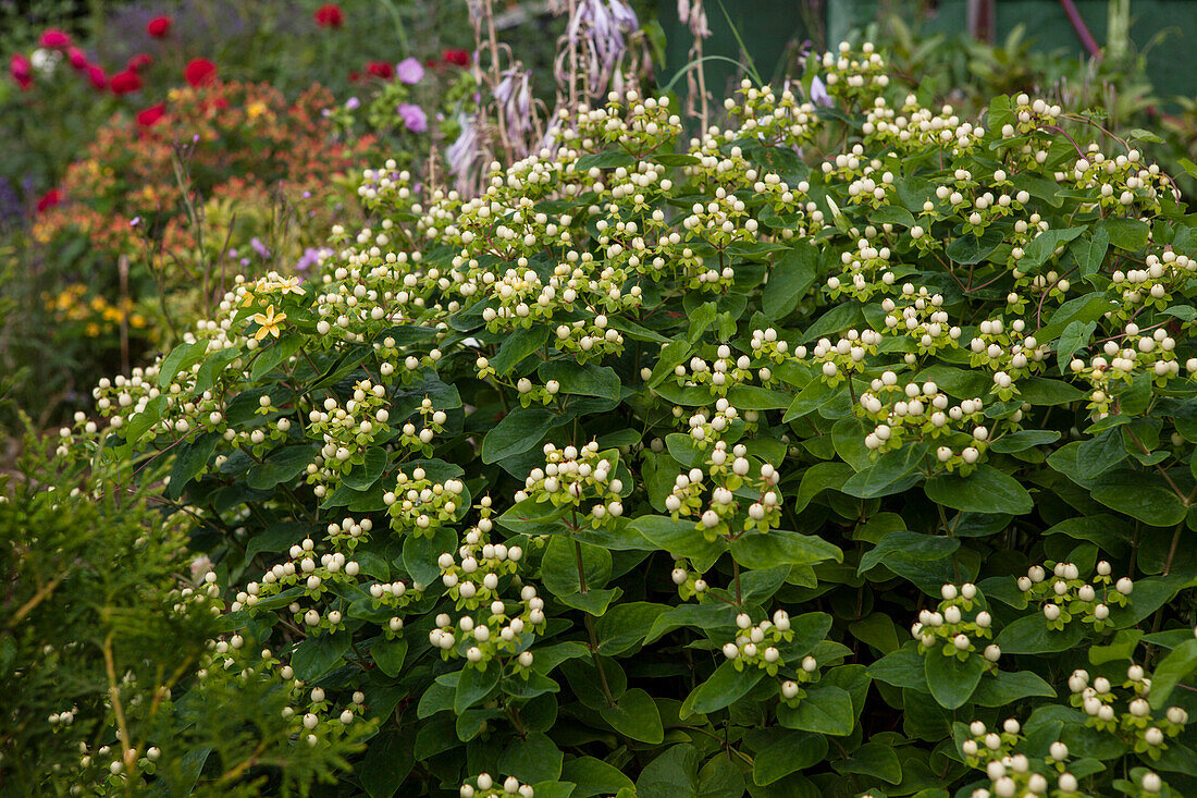 Hypericum inodorum 'Magical White'®