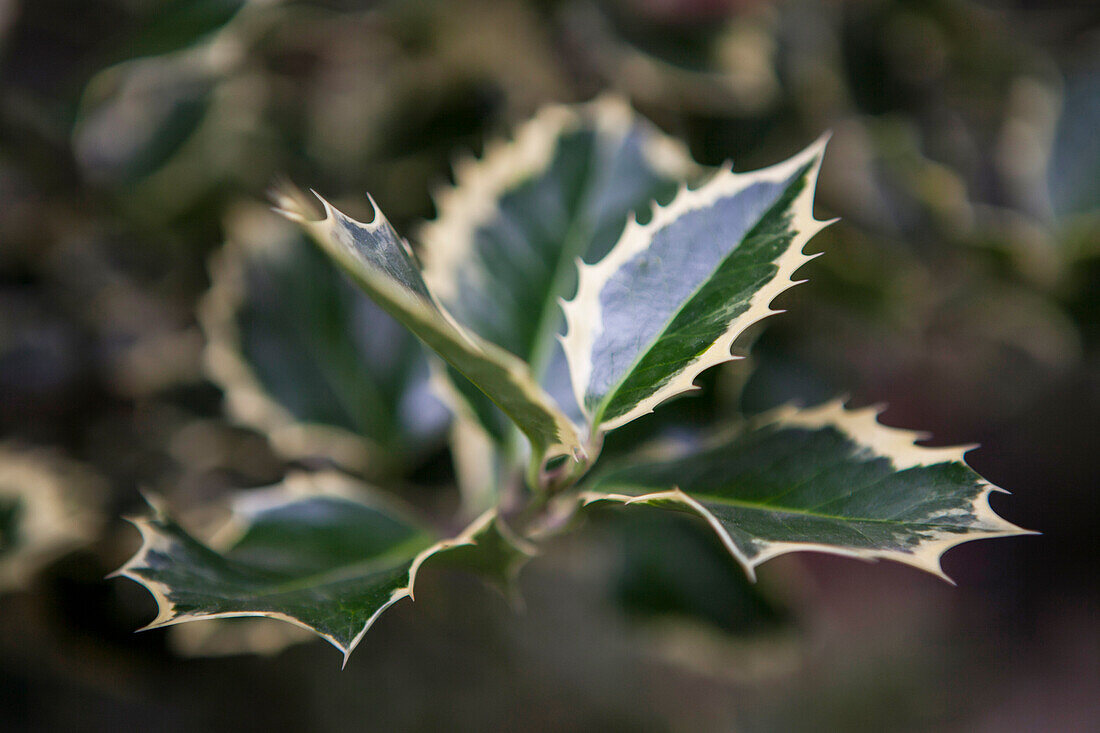 Ilex altaclerensis 'Golden King'