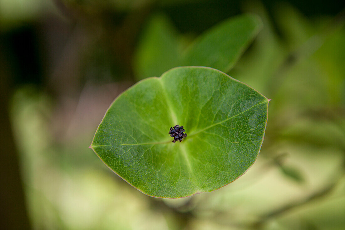 Lonicera x tellmanniana