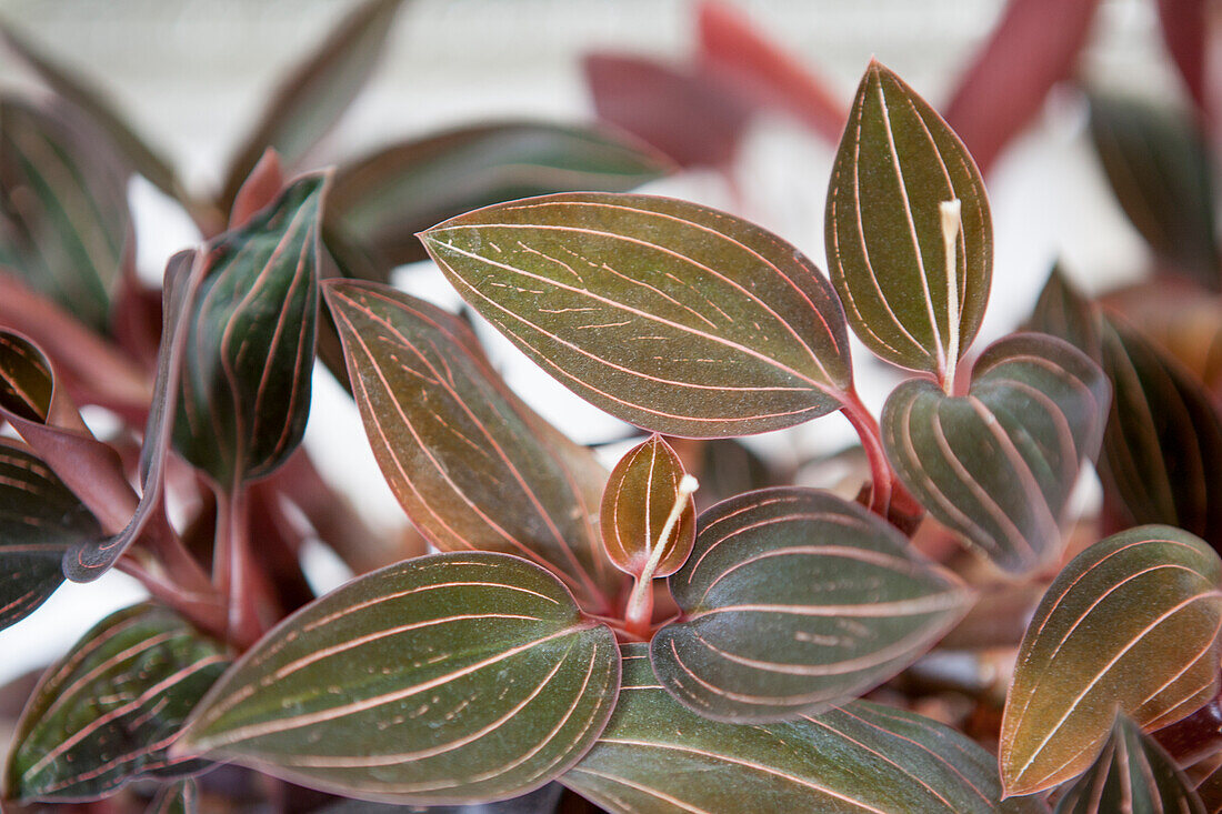 Ludisia discolor