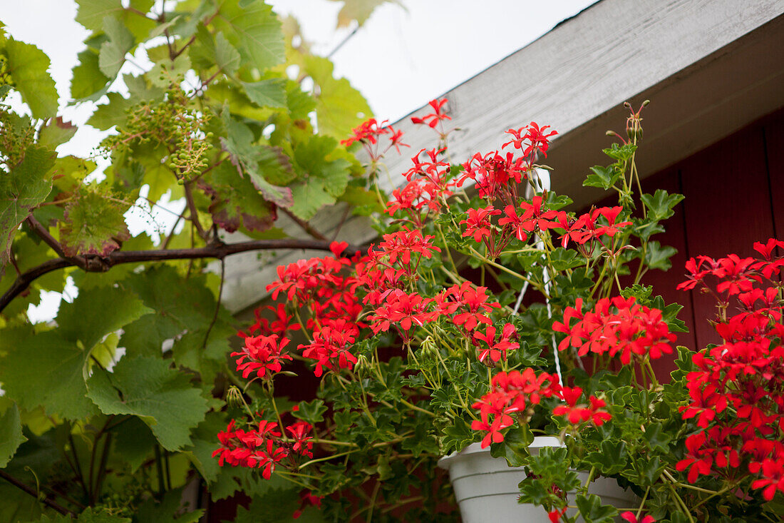 Pelargonium