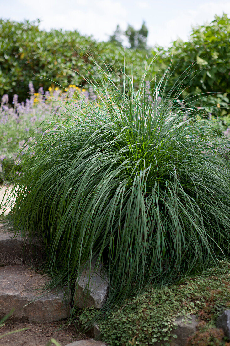 Pennisetum alopecuroides