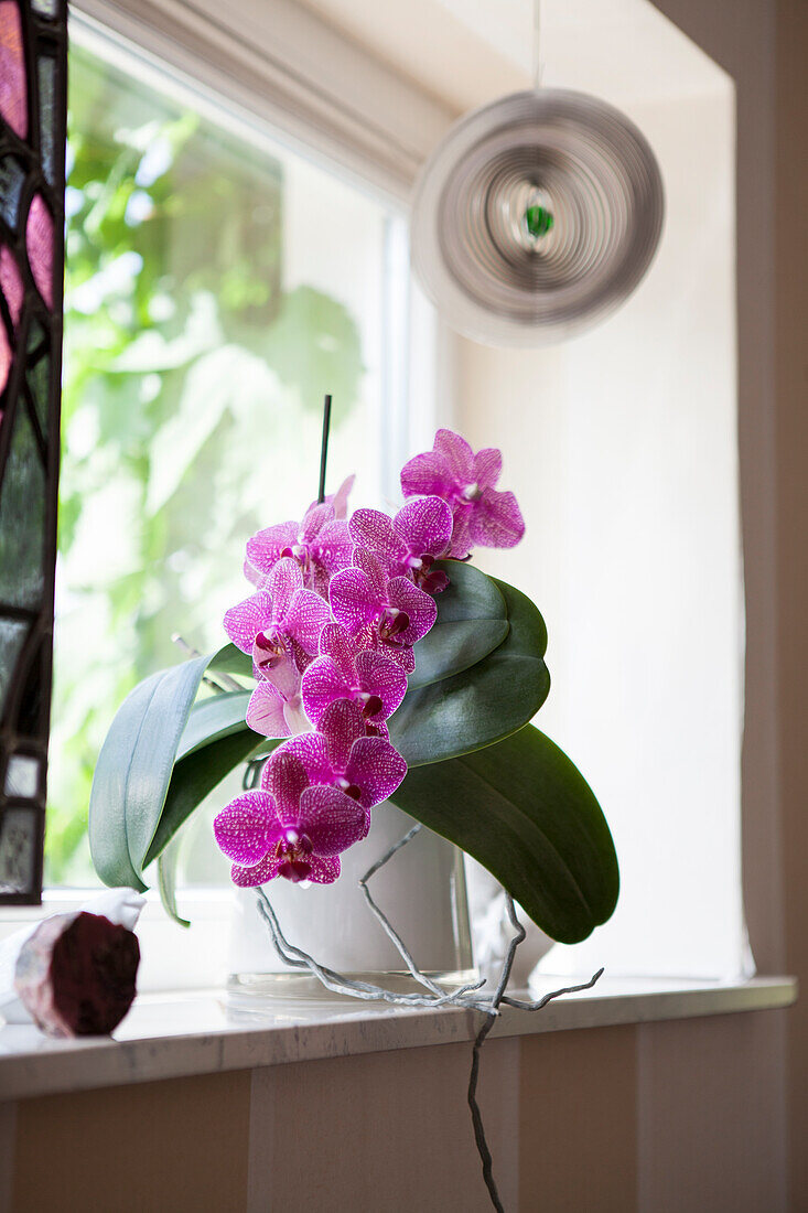 Phalaenopsis, violet