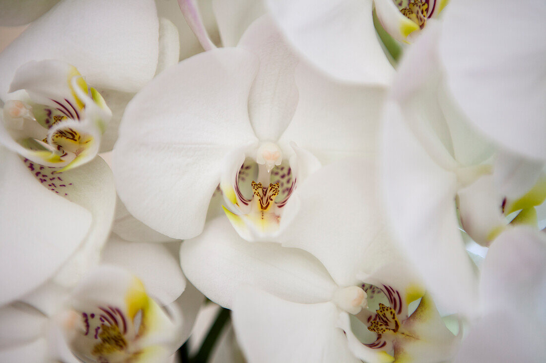 Phalaenopsis, weiß