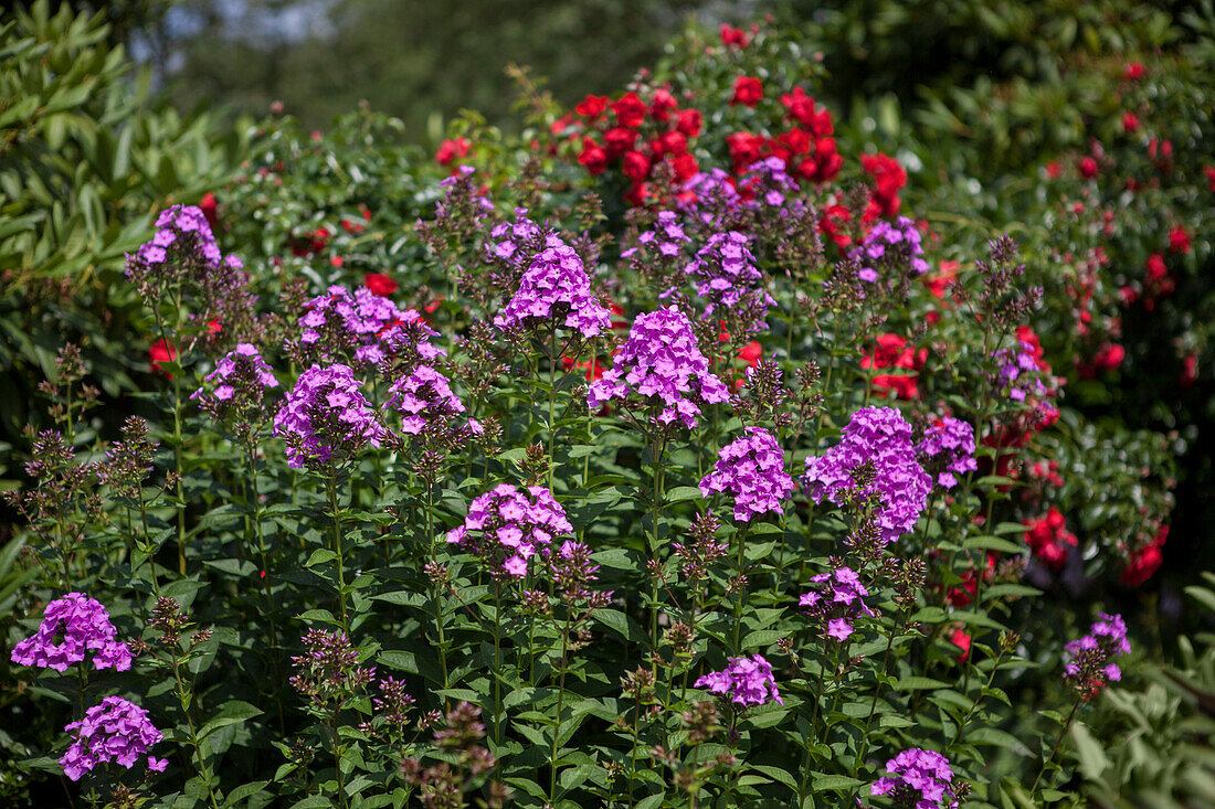 Phlox paniculata 'Starfire