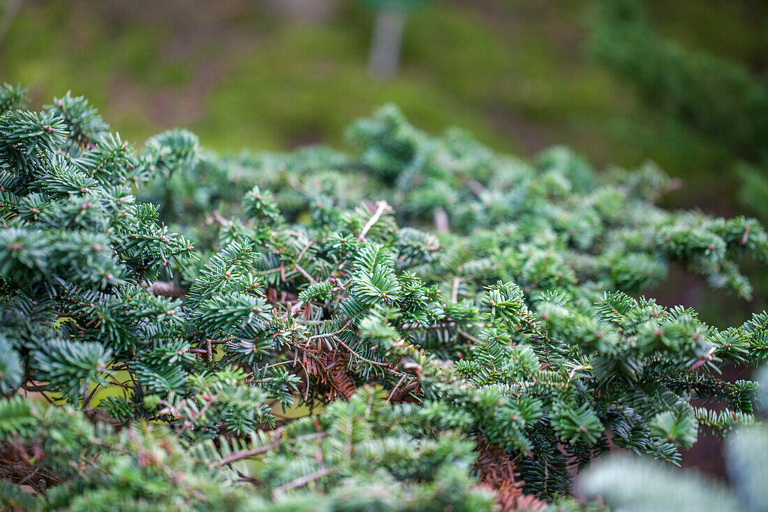 Abies balsamea 'Hudsonia'