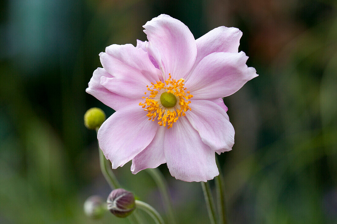 Anemone tomentosa 'Septemberglanz' 'Septemberglanz