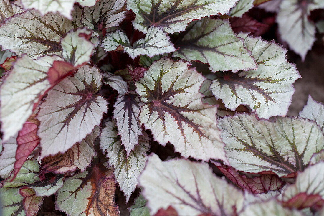 Begonia 'Beleaf'® 'Nordic Glacier'