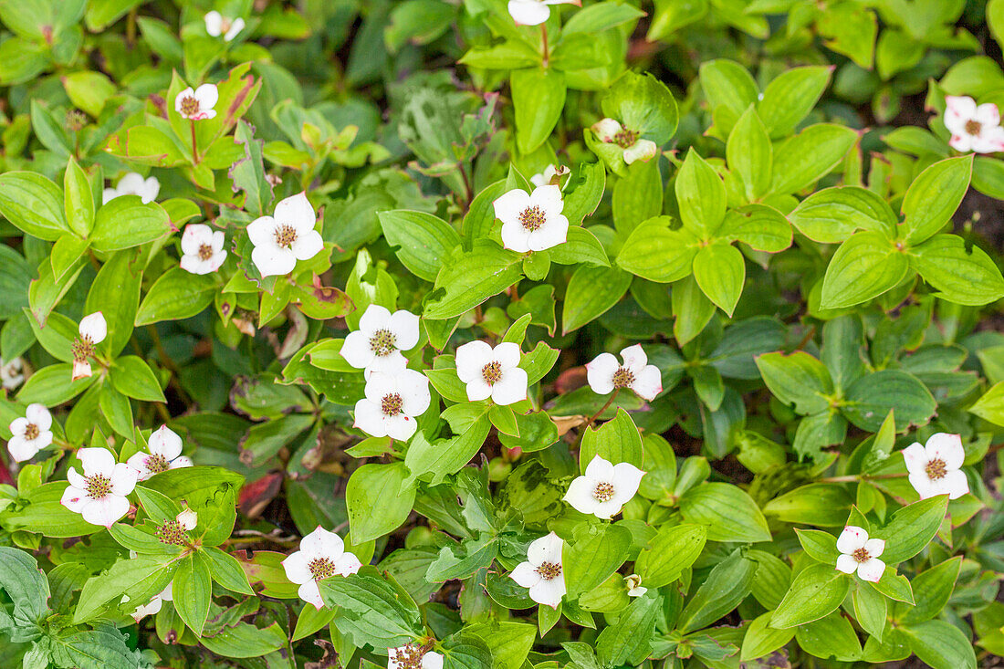 Cornus canadensis