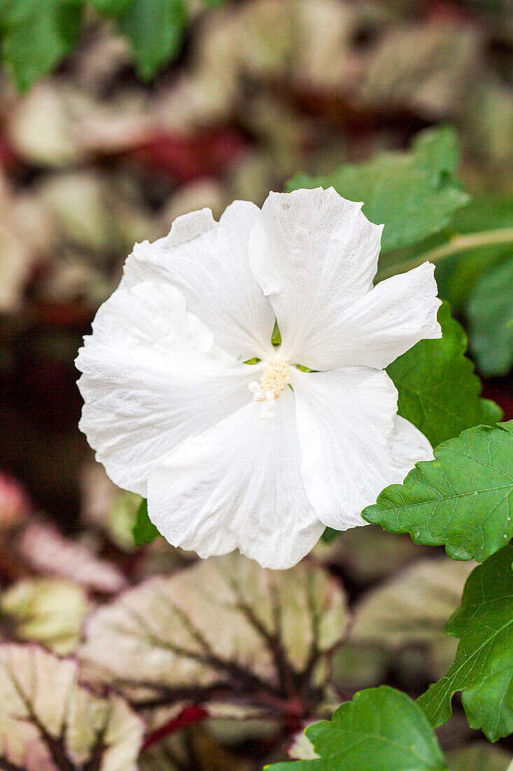 Hibiscus syriacus 'Diana'