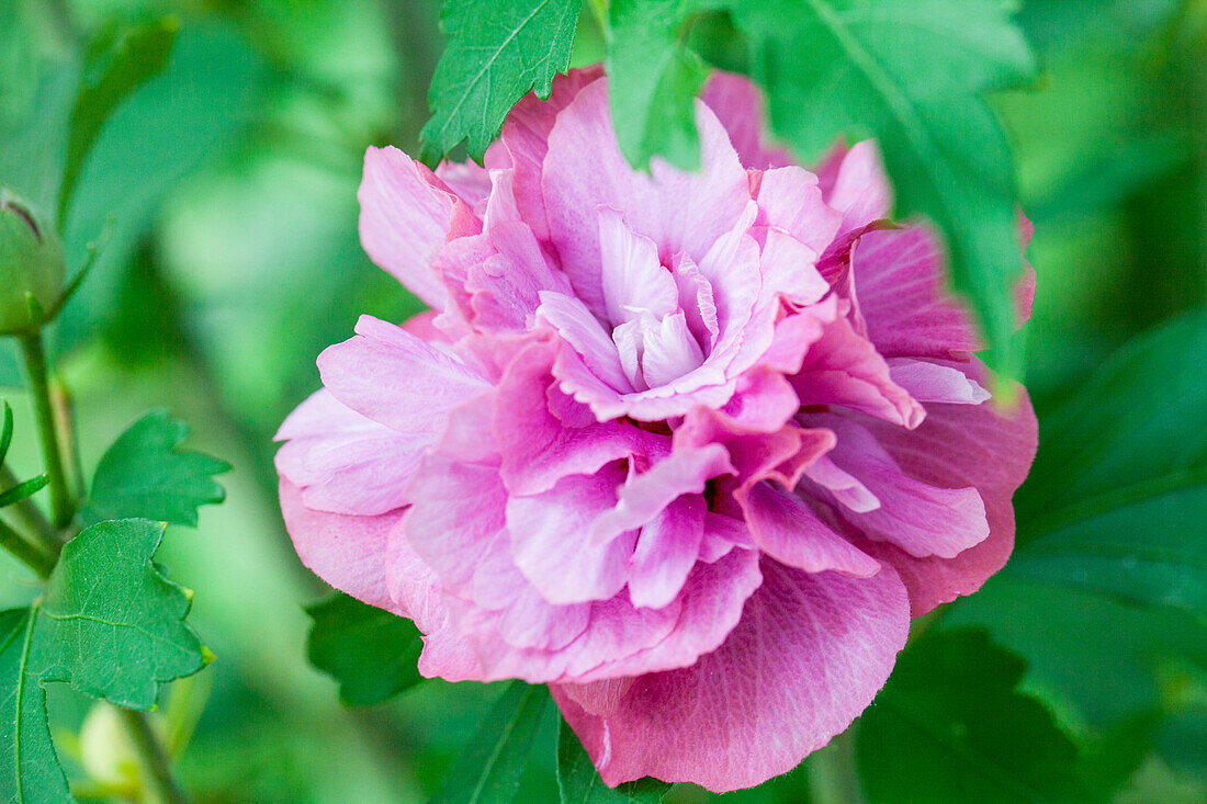 Hibiscus syriacus 'Duc de Brabant'