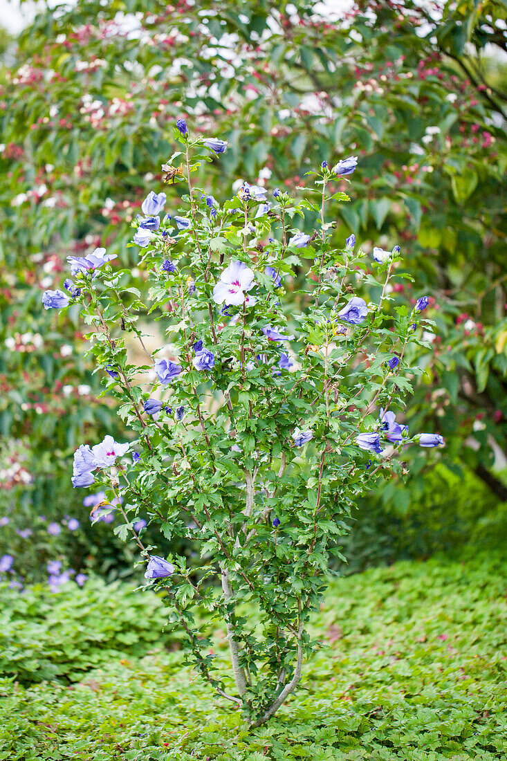 Hibiscus syriacus 'Oiseau Bleu