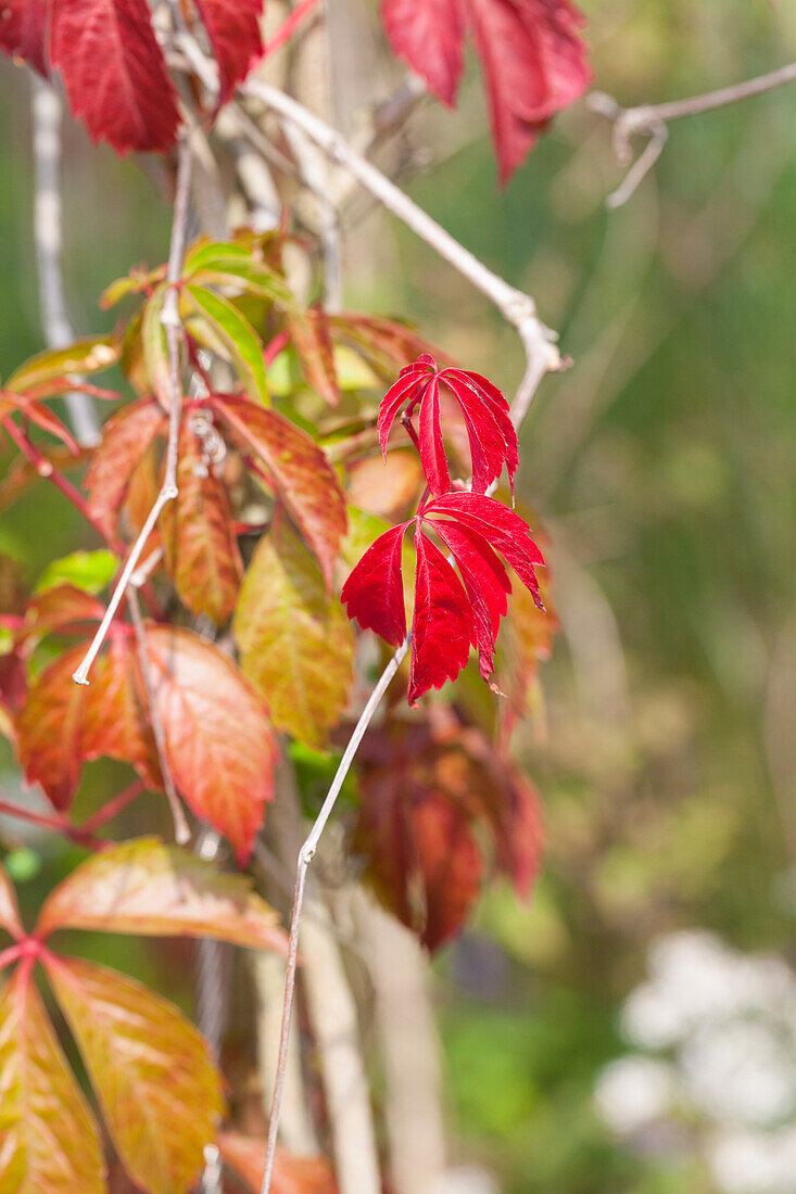 Parthenocissus quinquefolia 'Engelmannii'