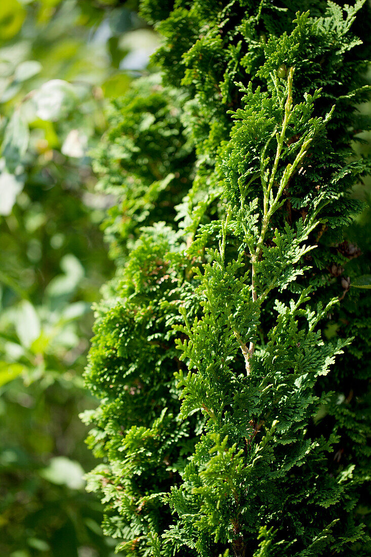 Thuja occidentalis 'Brobeck´s Tower'