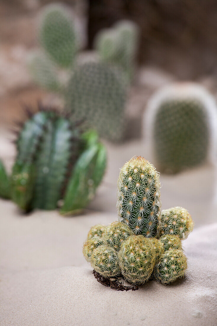 Cactus