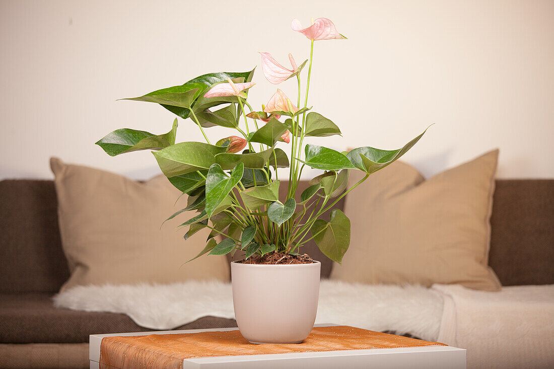 Anthurium Andreanum pandola