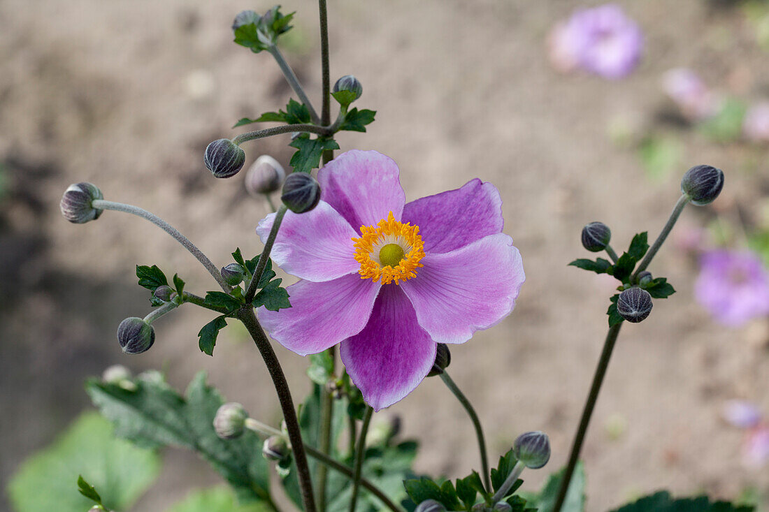 Anemone japonica