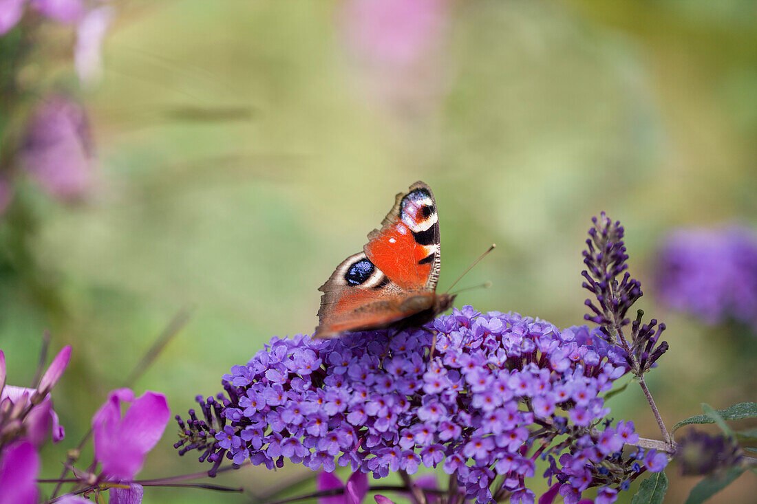 Buddleja davidii, blau