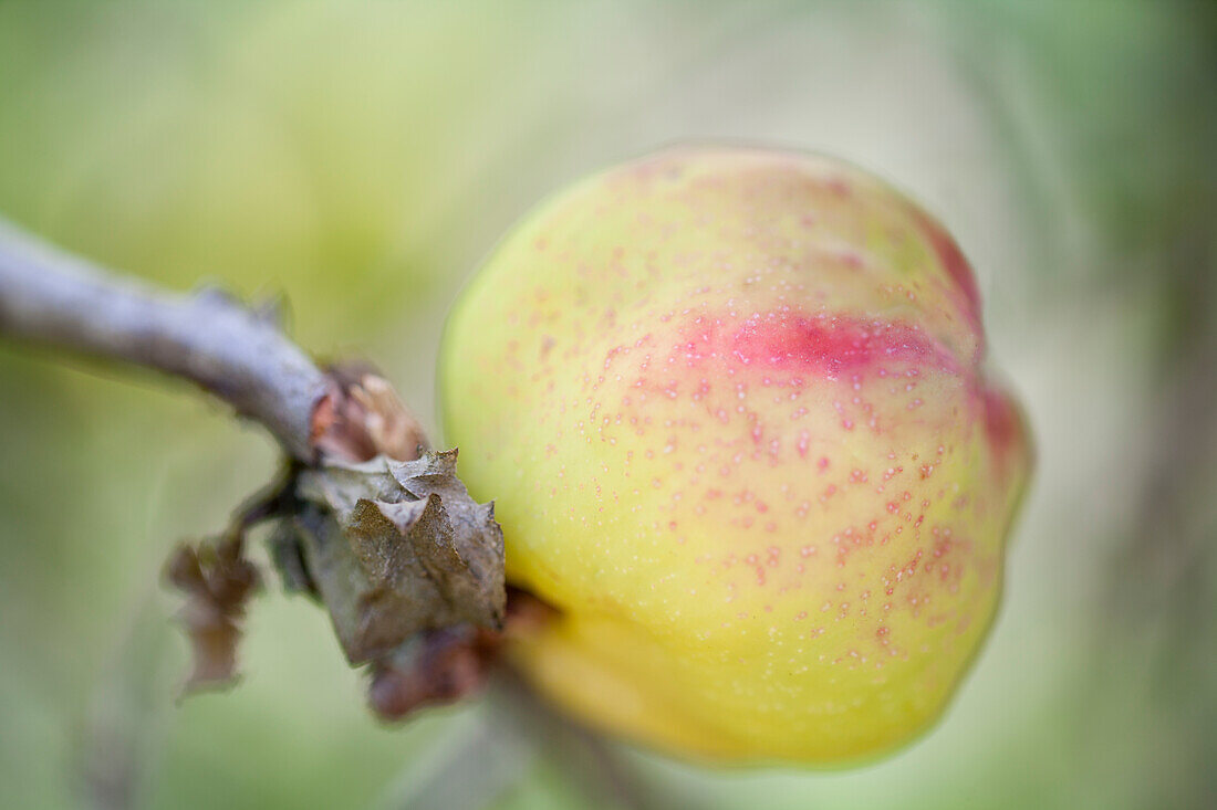 Chaenomeles japonica 'Cido'®