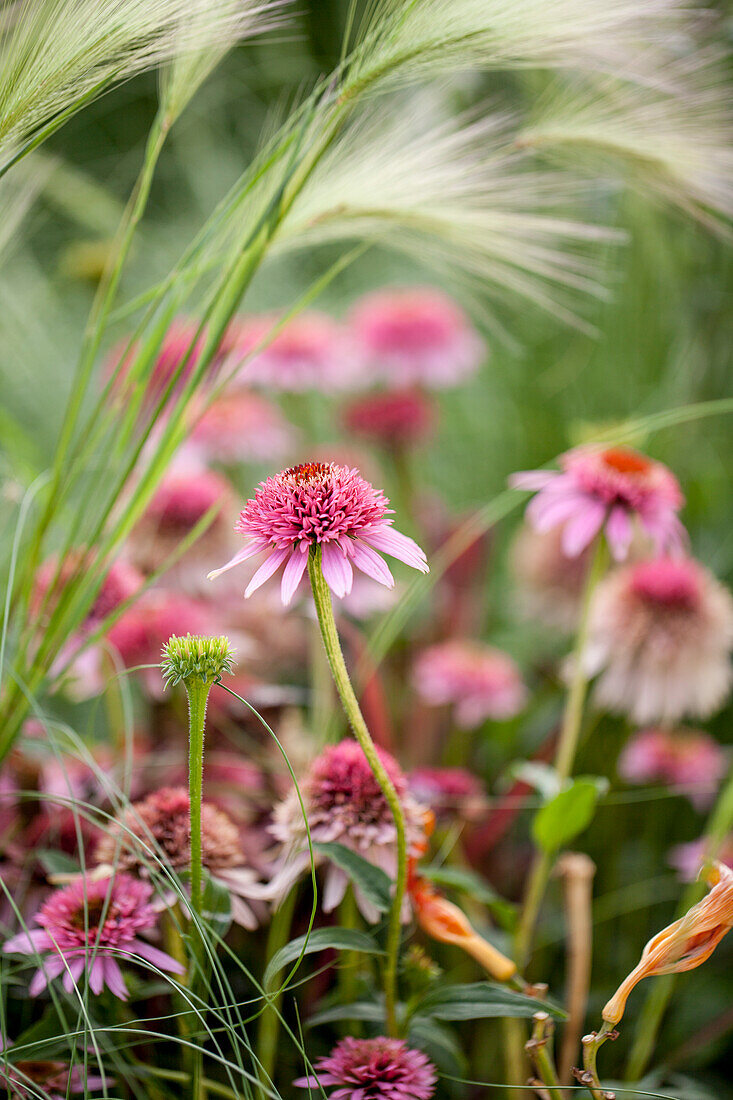 Echinacea purpurea