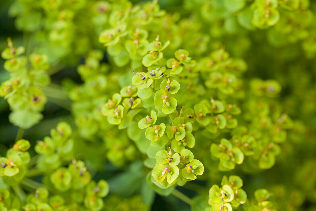 Euphorbia seguieriana ssp. niciciana